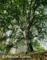 Hukvaldy 078